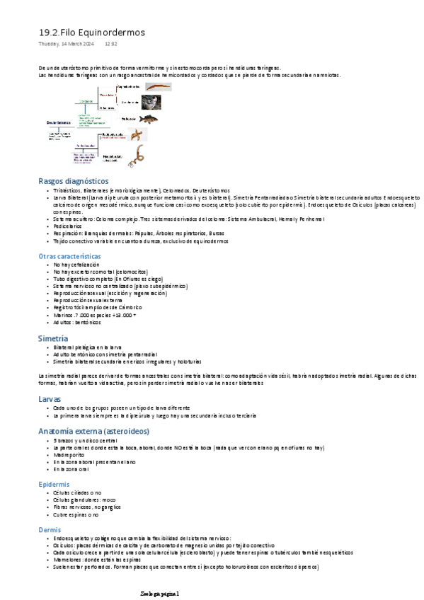 Miniatura del documento TEMA-19.2-FILO-EQUINODERMOS.pdf