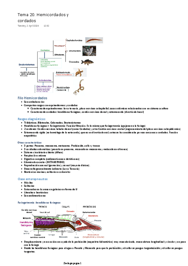 Miniatura del documento TEMA-20.-HEMICORDADOS-Y-CORDADOS.pdf