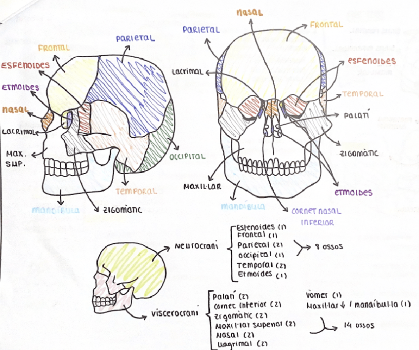 Miniatura del documento Ossos + músculs crani i MMSS-ESQUEMA DIBUIX.pdf