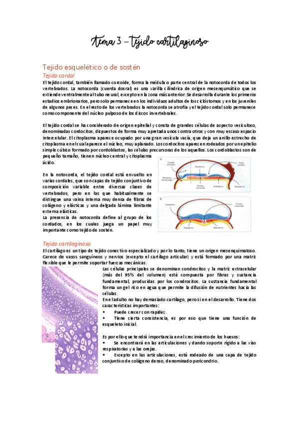 Miniatura del documento Tema 3 - Tejido cartilaginoso.pdf