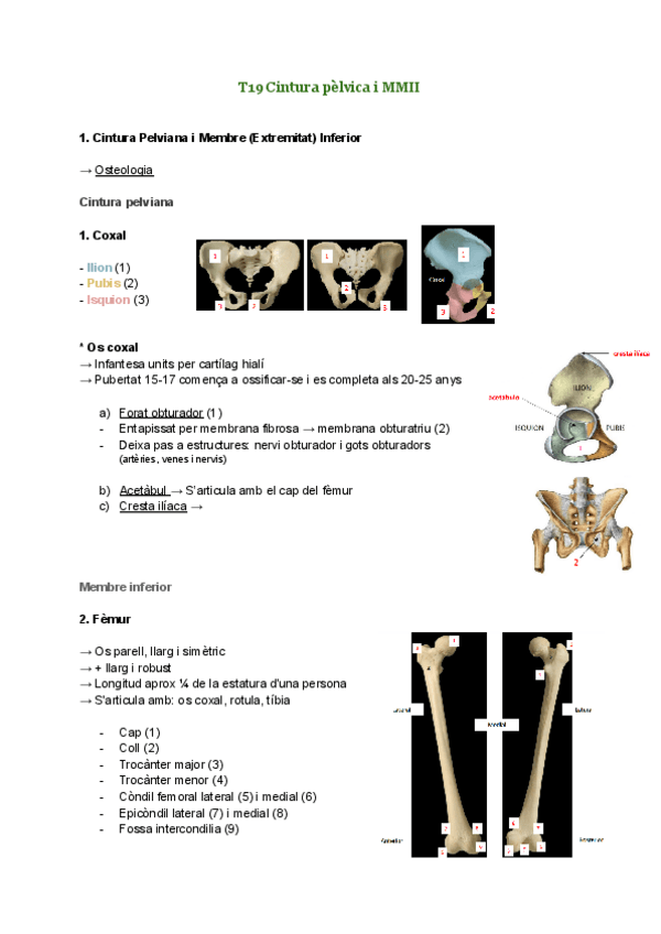 Miniatura del documento T19-Cintura-pelvica-i-MMII.pdf