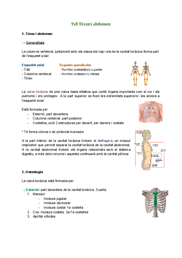 Miniatura del documento T18-Torax-i-abdomen.pdf
