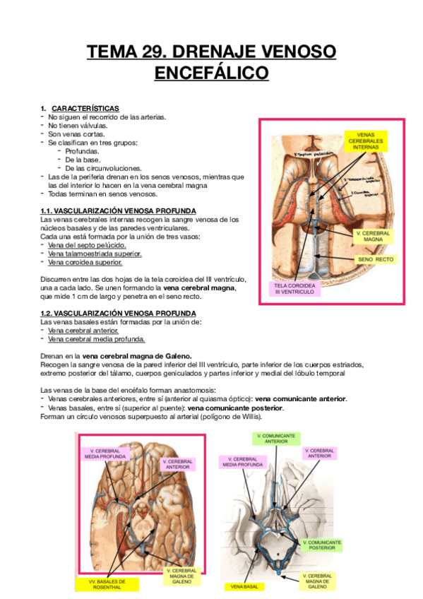 Miniatura del documento TEMA 29 DRENAJE-VENOSO-ENCEFALICO.pdf