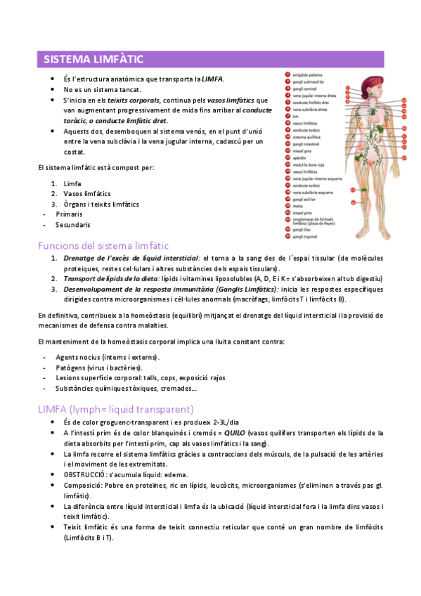 Miniatura del documento sistema-limfatic-i-immune.pdf