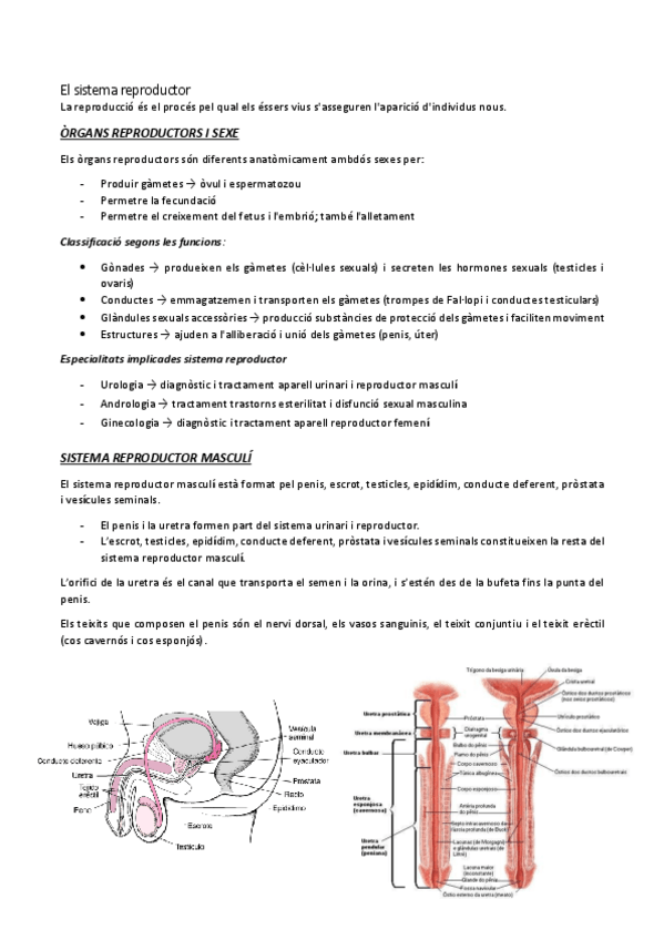 Miniatura del documento El-sistema-reproductor.pdf