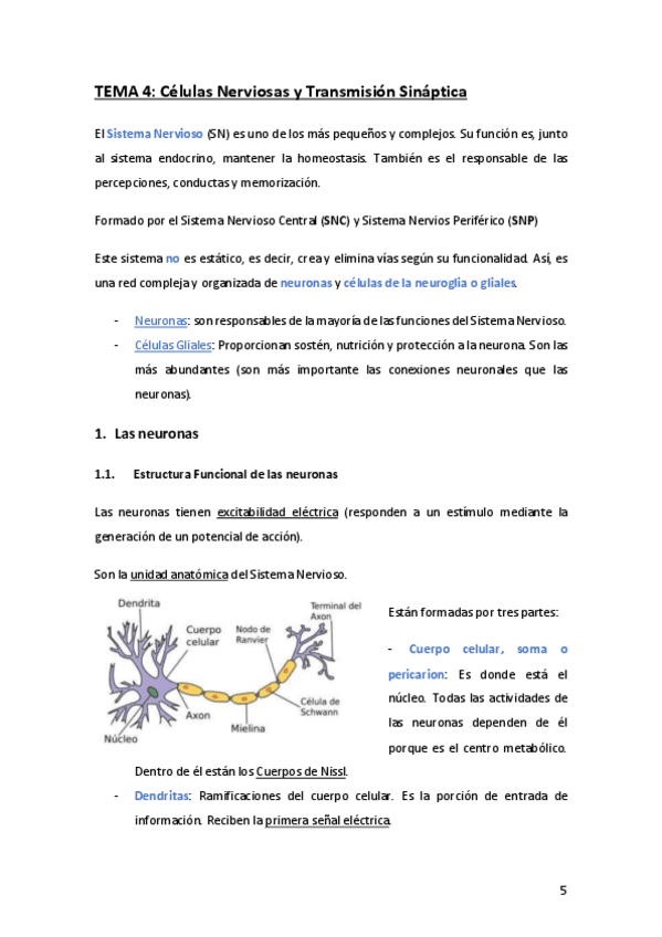 Miniatura del documento Tema-4-Fisiología.pdf