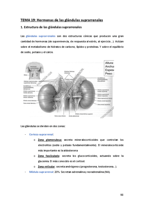 Miniatura del documento Tema-19-Fisiología.pdf