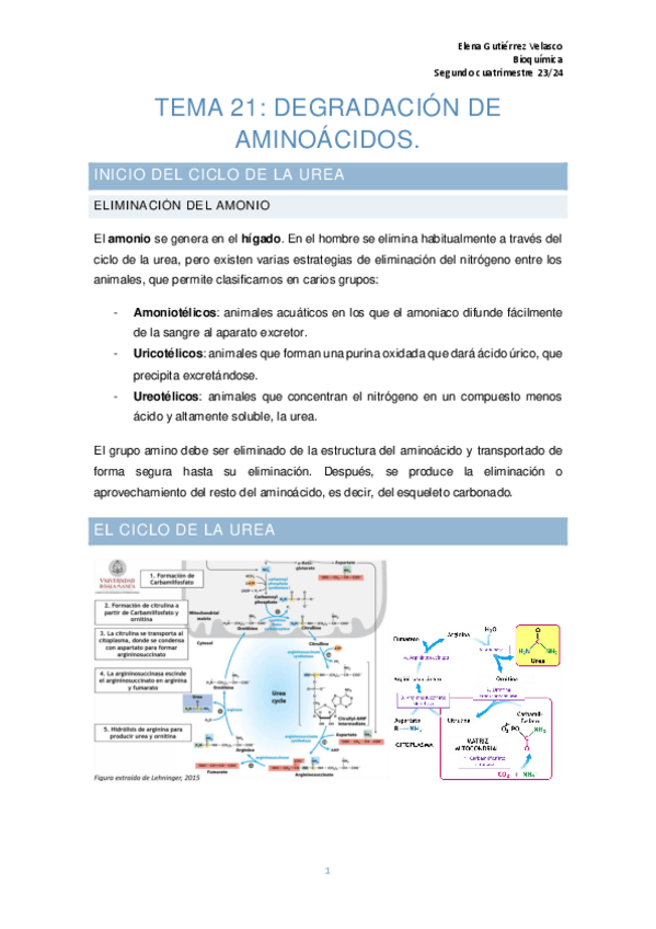 Miniatura del documento tema-21-degradacion-de-aminoacidos.pdf