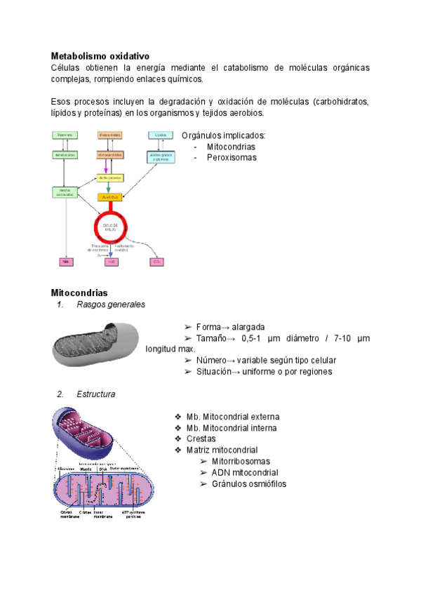 Miniatura del documento Tema-13-Mitocondrias-y-peroxisomas-metabolismo-oxidativo.pdf