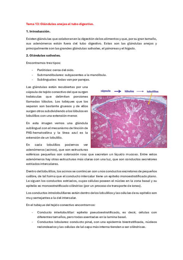 Miniatura del documento Tema-13-organo-animal-20232024.pdf