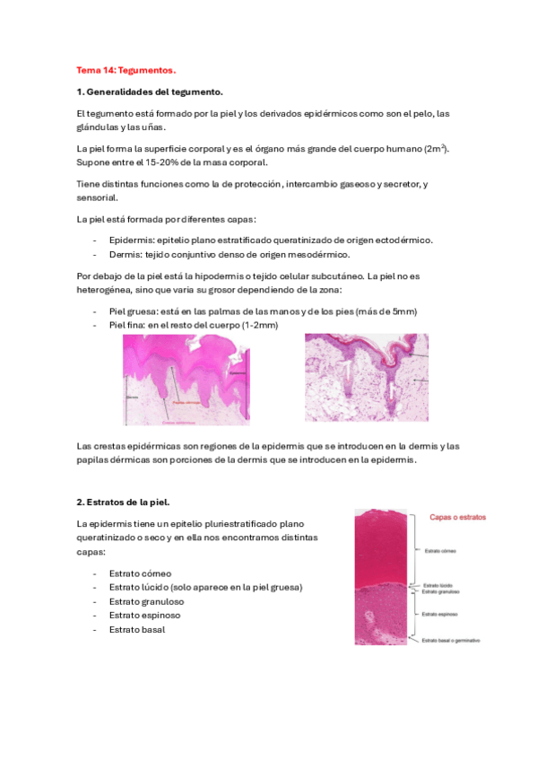 Miniatura del documento Tema-14-organo-animal-2023-2024.pdf
