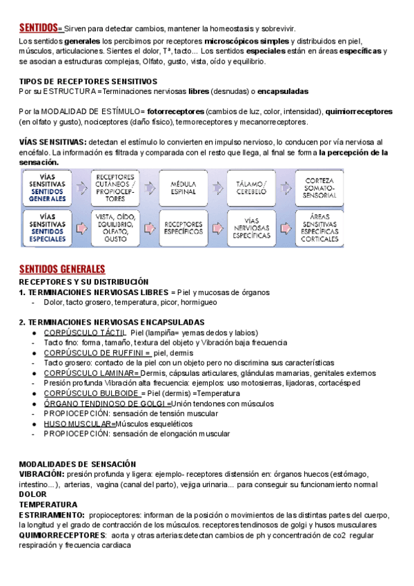 Miniatura del documento SENTIDOS.pdf