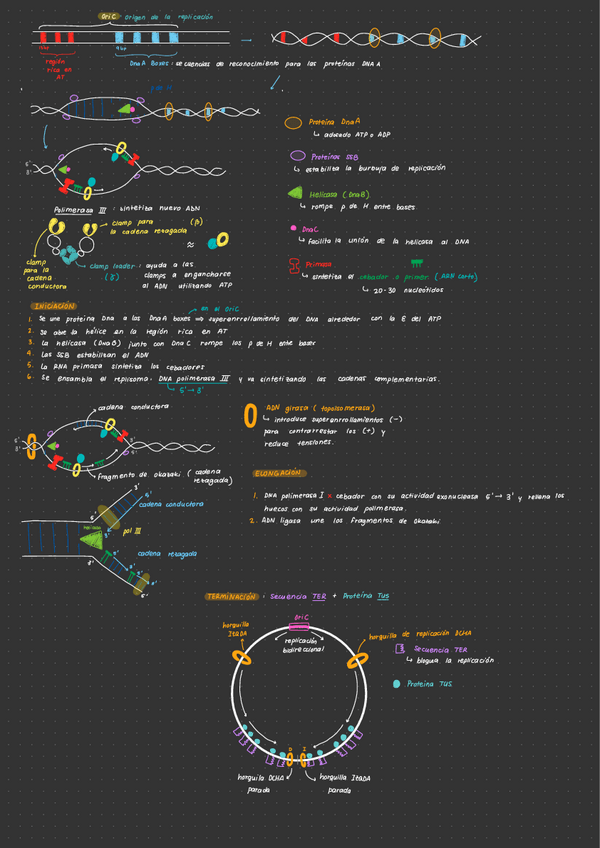 Miniatura del documento Esquemas-Replicacion-del-DNA.pdf