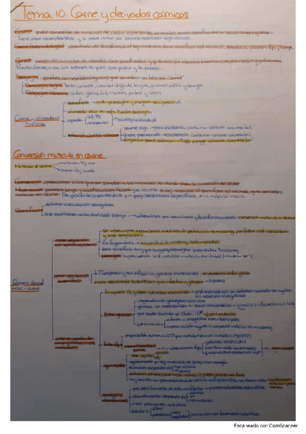 Miniatura del documento Tema-10.-Carne.pdf