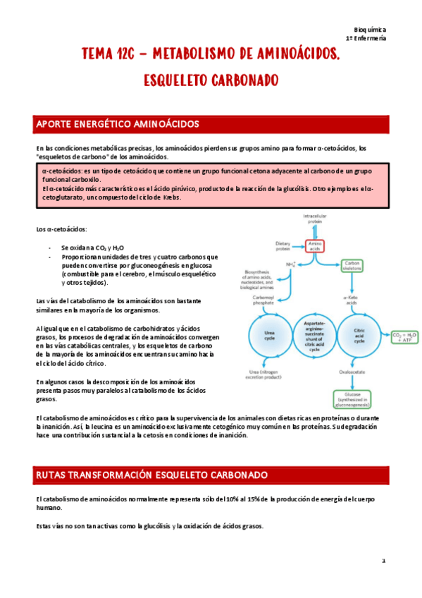 Miniatura del documento T12c.-Bioquimica.pdf