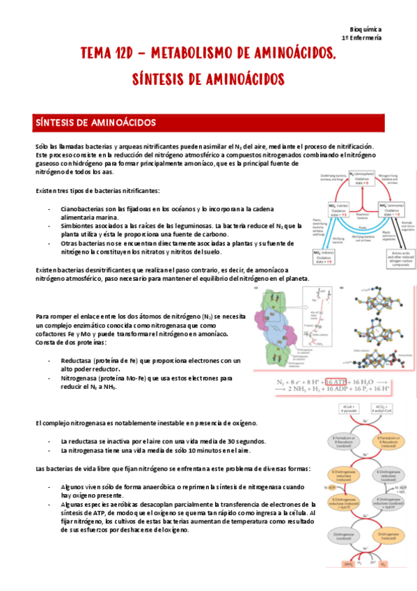Miniatura del documento T12d.-Bioquimica.pdf