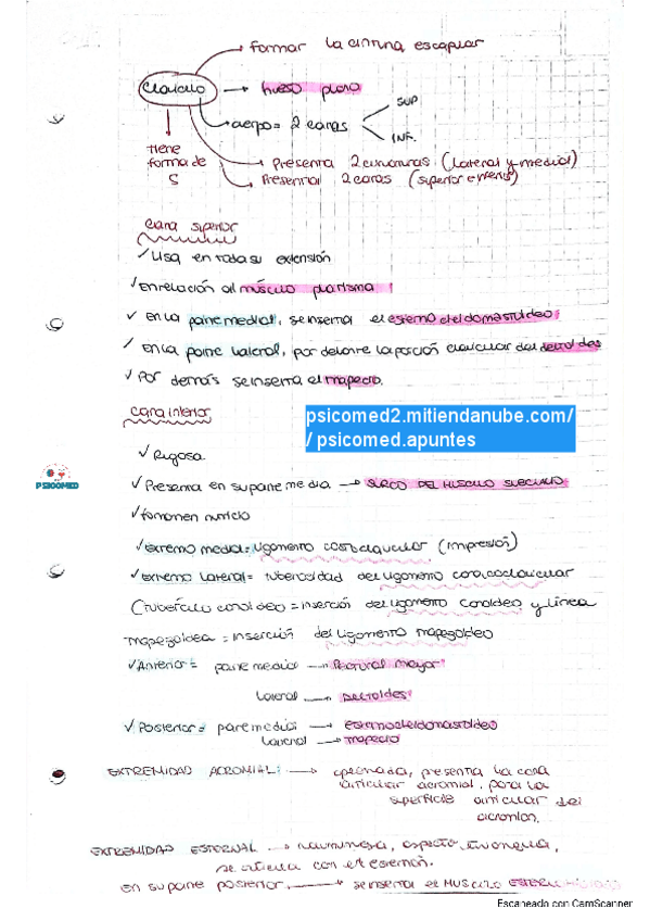 Miniatura del documento Clavicula-todo-lo-que-tenes-que-saber.pdf