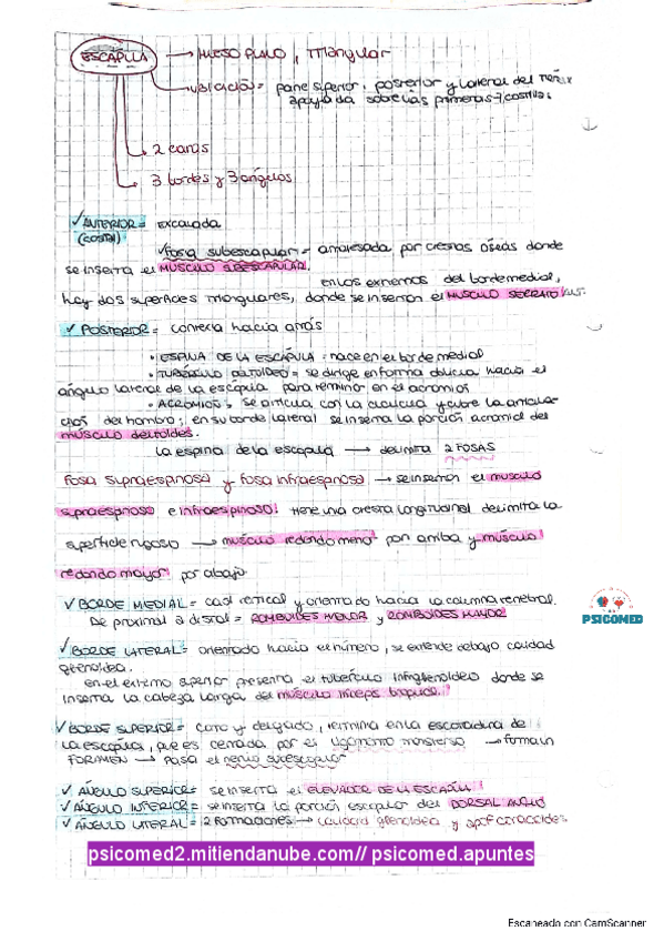 Miniatura del documento Escapula-todo-lo-que-tenes-que-saber.pdf