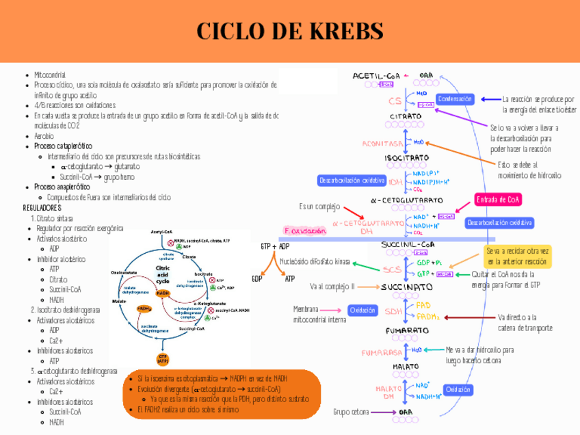 Miniatura del documento CICLO-KREBS.pdf