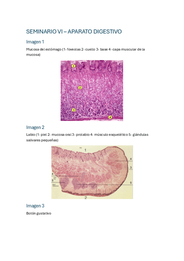 Miniatura del documento SEMINARIO-VI-APARATO-DIGESTIVO.pdf