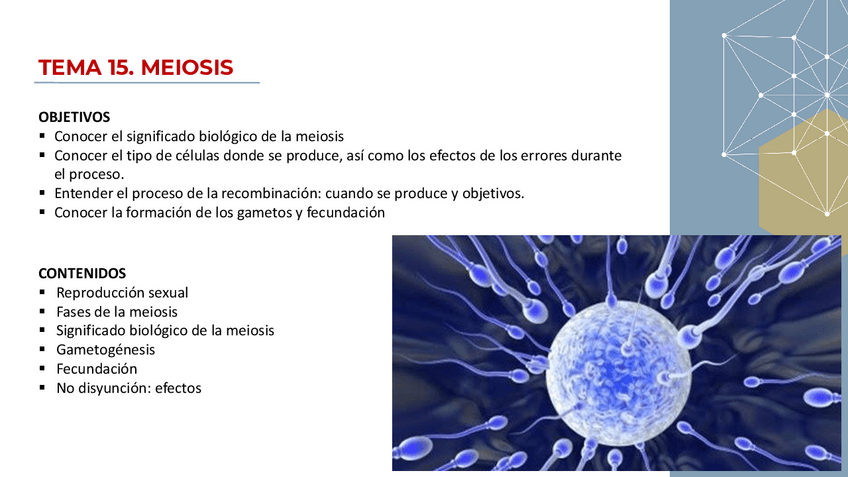 Miniatura del documento T15-meiosis23-24.pdf