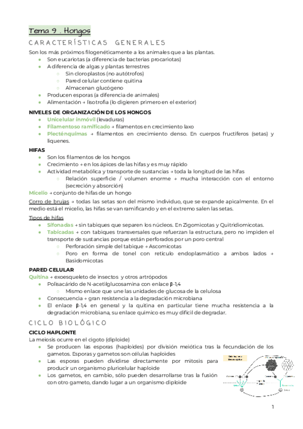Miniatura del documento Tema-9-.-Hongos.pdf