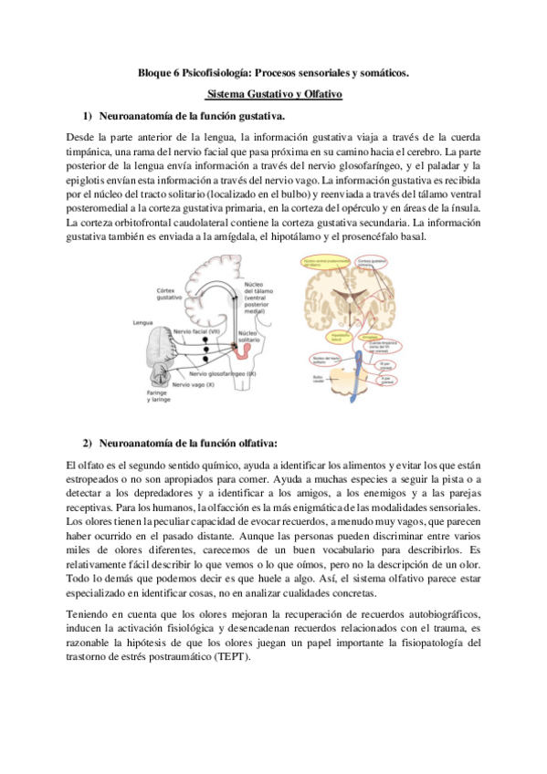 Miniatura del documento Apuntes-tema-6-sist.-gustativo-y-olfativo-somatosensorial-visual-y-auditivo-y-vestibular.pdf