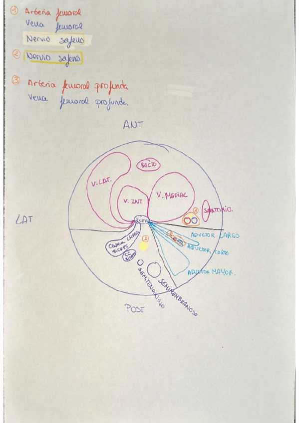 Miniatura del documento DIBUJOS-MUSCULOS.pdf