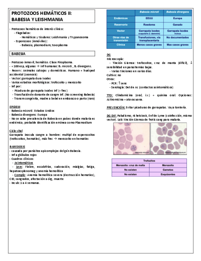 Miniatura del documento MICRO-T36b.-BABESIA-Y-LEISHMANIA.pdf