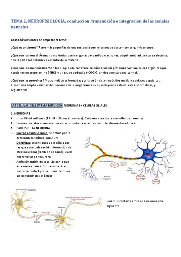 Miniatura del documento TEMA-2-NEUROFISIOLOGIA-conduccion-transmision-e-integracion-de-las-senales-neurales.pdf