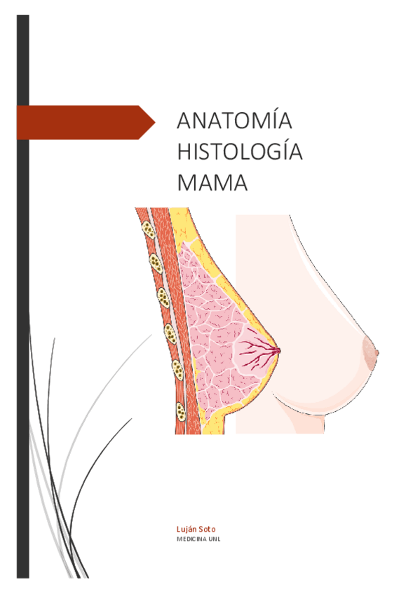 Miniatura del documento Glandula-mamaria-anatomia-e-histologia.pdf