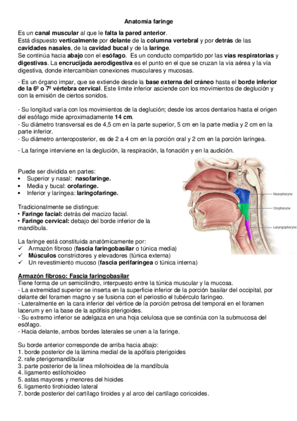 Miniatura del documento Anatomia-de-faringe.pdf