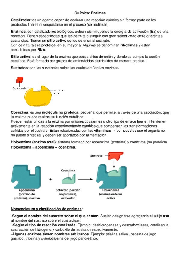 Miniatura del documento Quimica-Enzimas.pdf