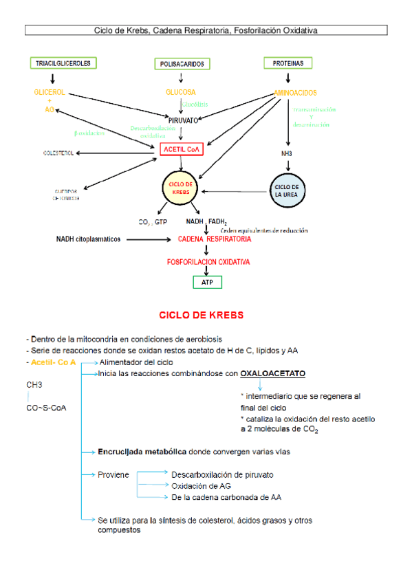 Miniatura del documento Quimica-Ciclo-de-Kreb.pdf