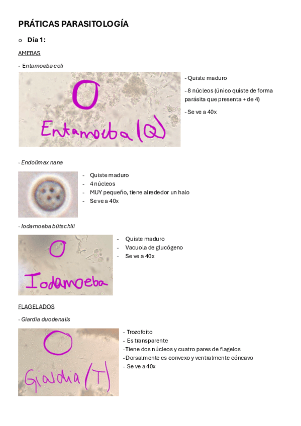 Miniatura del documento PRATICAS-PARASITOLOGIA.pdf