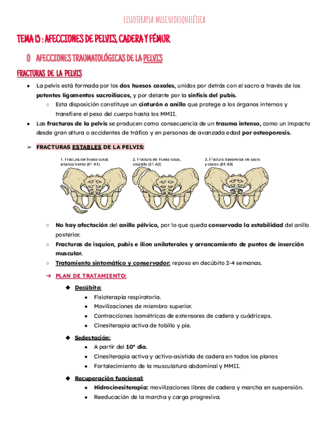 Miniatura del documento Tema 15: pelvis cadera y femur.pdf