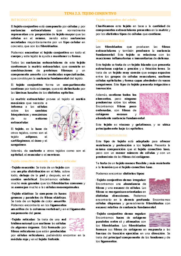 Miniatura del documento Tema 3 biología tisular, Tejido conjuntivo.pdf