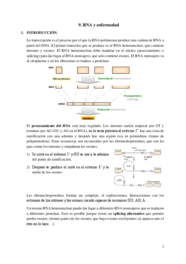 Miniatura del documento 9.-RNA-y-enfermedad.pdf
