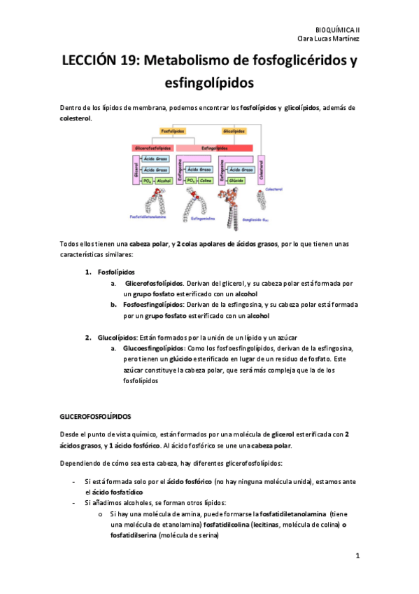 Miniatura del documento LECCION-19.-Metabolismo-de-fosfogliceridos-y-esfingolipidos.pdf