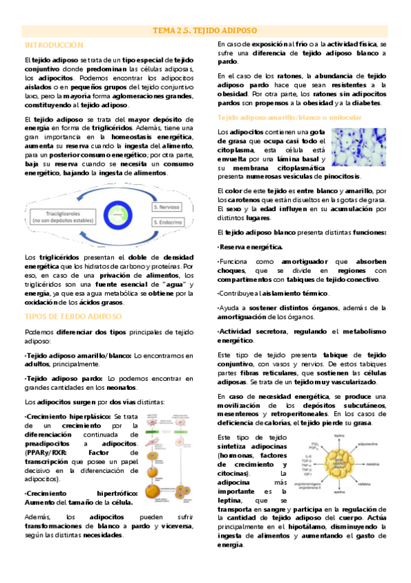 Miniatura del documento Tema 5 biología tisular, Tejido adiposo.pdf