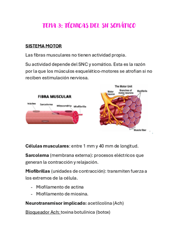 Miniatura del documento tema-3-fisio.pdf