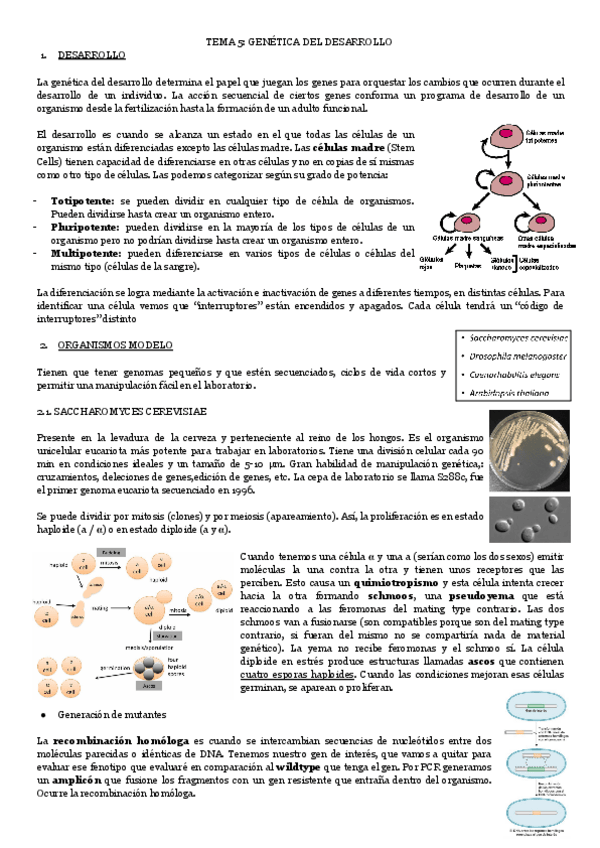 Miniatura del documento TEMA-5-GENETICA-DEL-DESARROLLO.pdf
