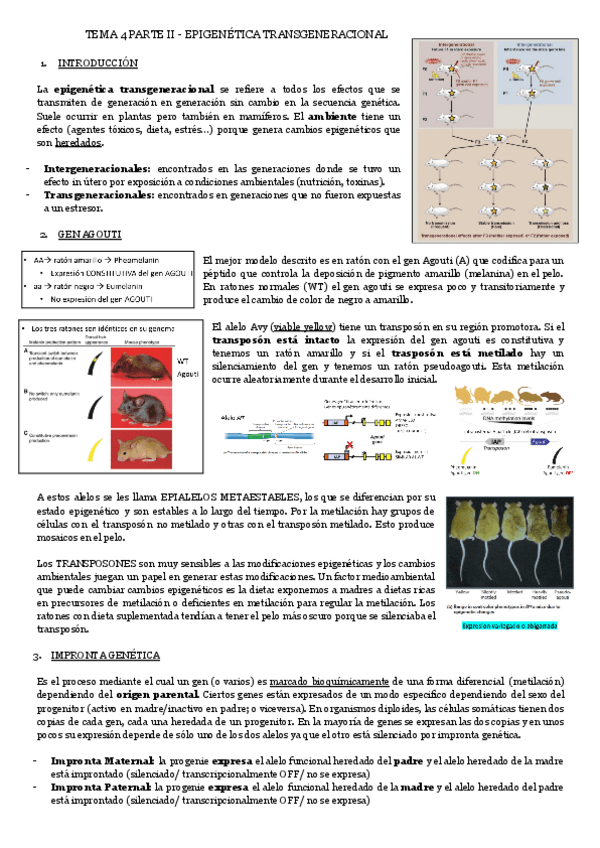 Miniatura del documento TEMA-4-PARTE-II-EPIGENETICA-TRANSGENERACIONAL.pdf