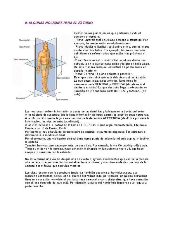 Miniatura del documento LA-MEDULA-ESPINAL.pdf