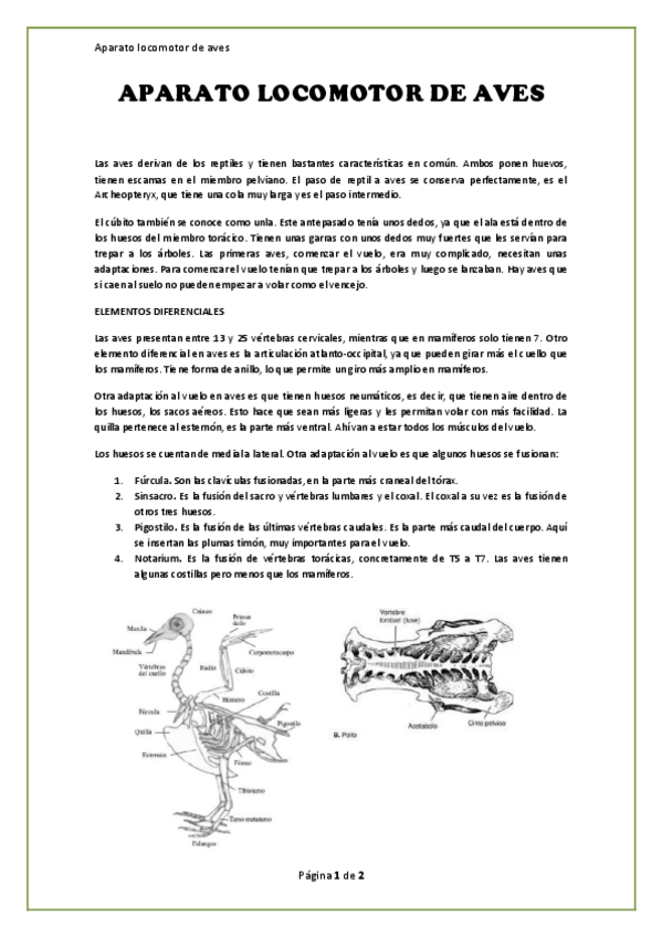 Miniatura del documento Apuntes.-Aparato-locomotor-de-aves.pdf