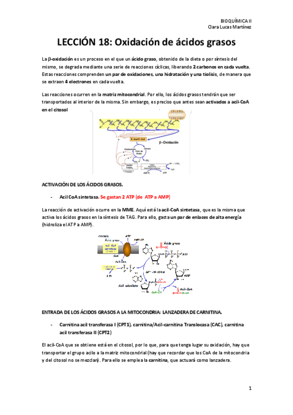 Miniatura del documento LECCION-18.-Oxidacion-de-acidos-grasos.pdf