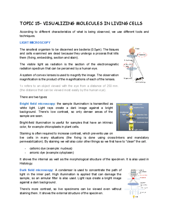 Miniatura del documento TOPIC-15-VISUALIZING-MOLECULES-IN-LIVING-CELLS.pdf