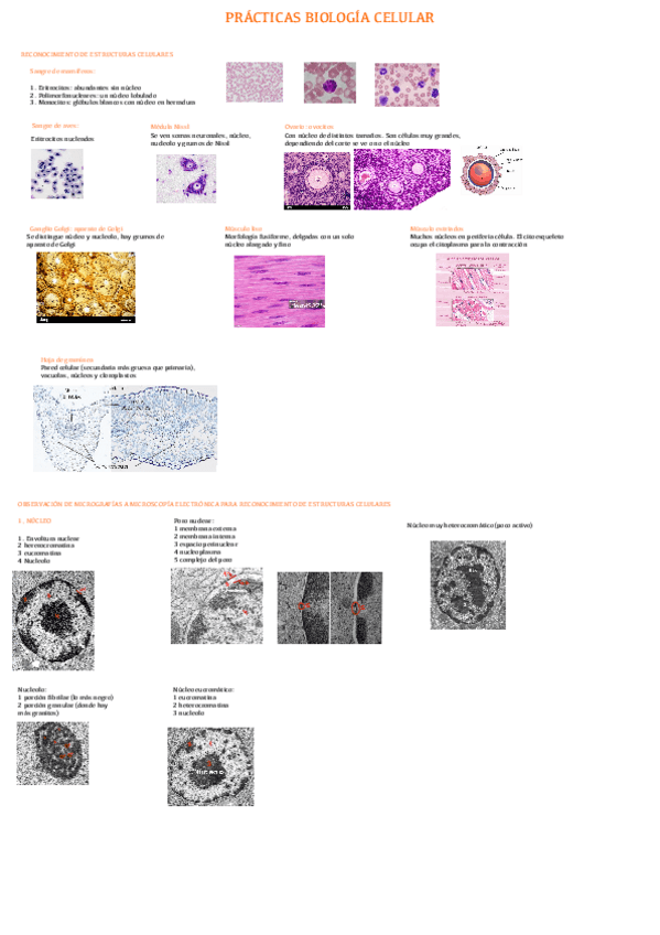 Miniatura del documento Practicas-Biologia-Celular-observacion-de-estructuras-celulares--observacion-nucleo.pdf
