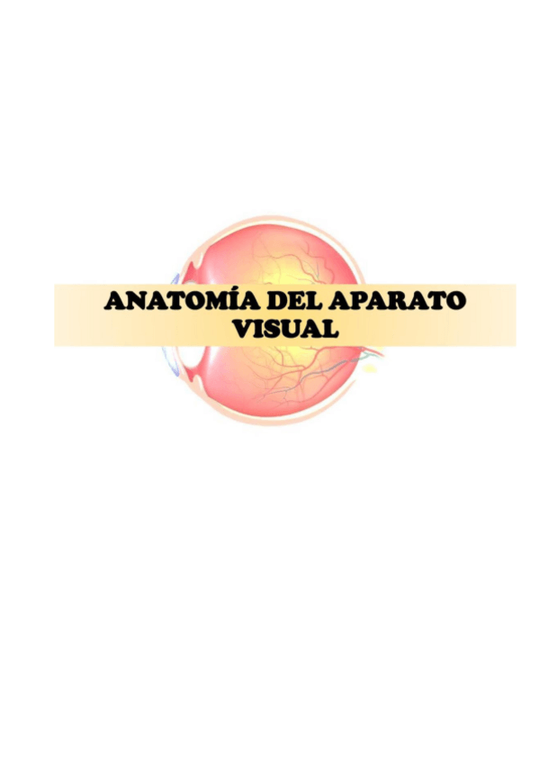 Miniatura del documento ANATOMIA-DEL-SISTEMA-VISUAL.pdf