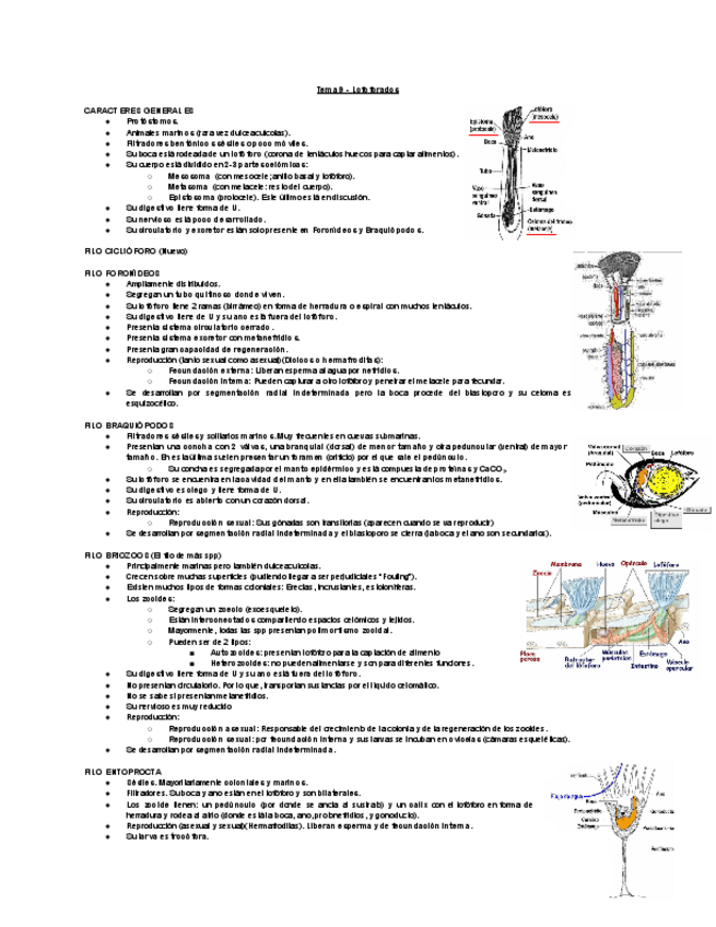 Miniatura del documento Tema-9-Lofoforados.pdf